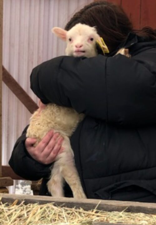 Vi ger mycket kärlek till våra lamm!