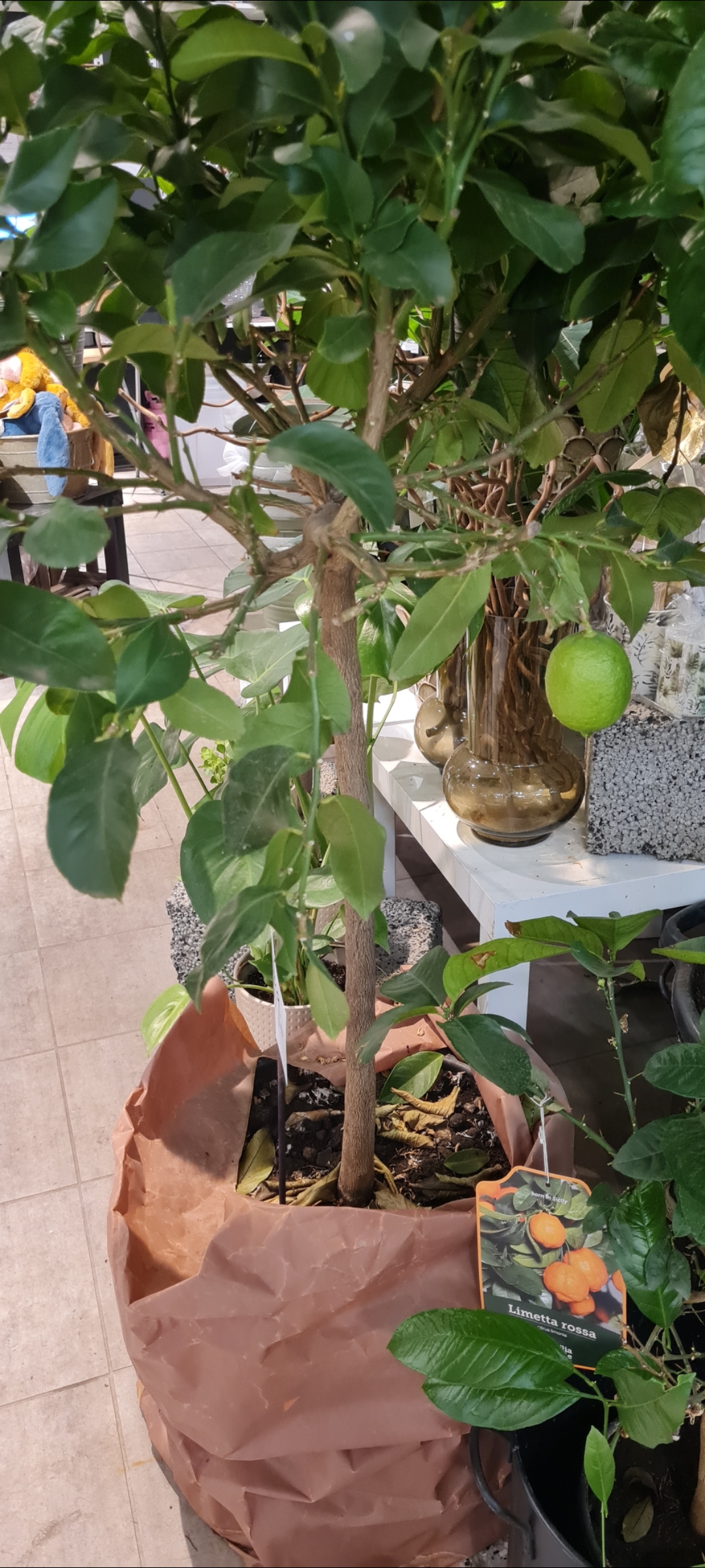 Hur odlar man lime i sin egen gård?