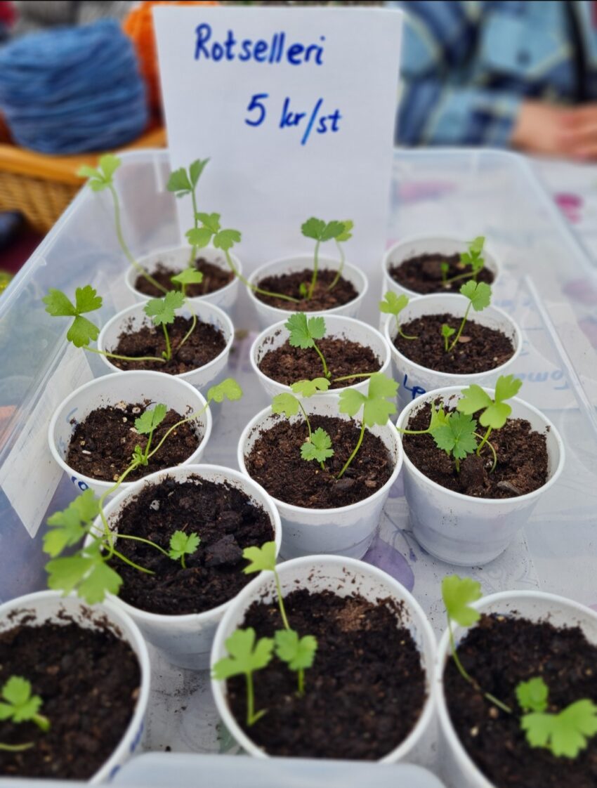 Plantera rotselleri och sälj dem för 5 kr styck