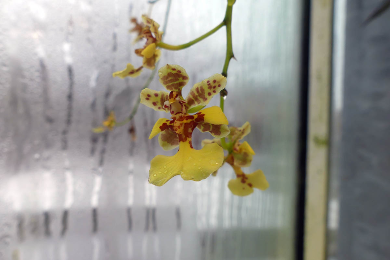 madagaskarstjärna – Angraecum sesquipedale. Uppsala linneanska trädgårdar